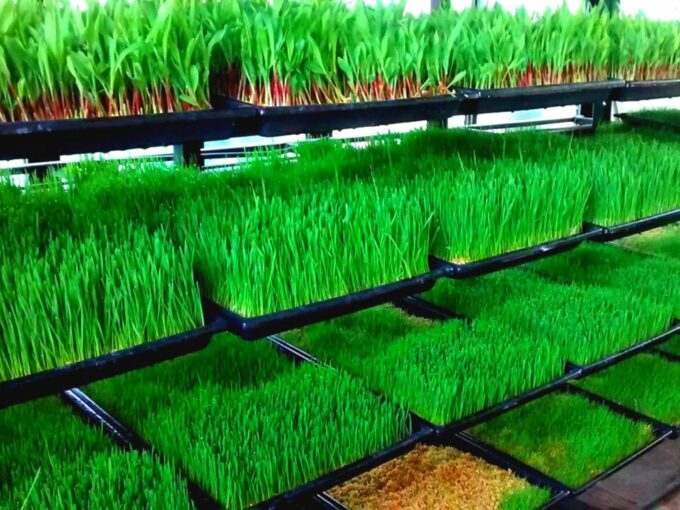 Soilless Farming: The Need Of The Hour For The Environment