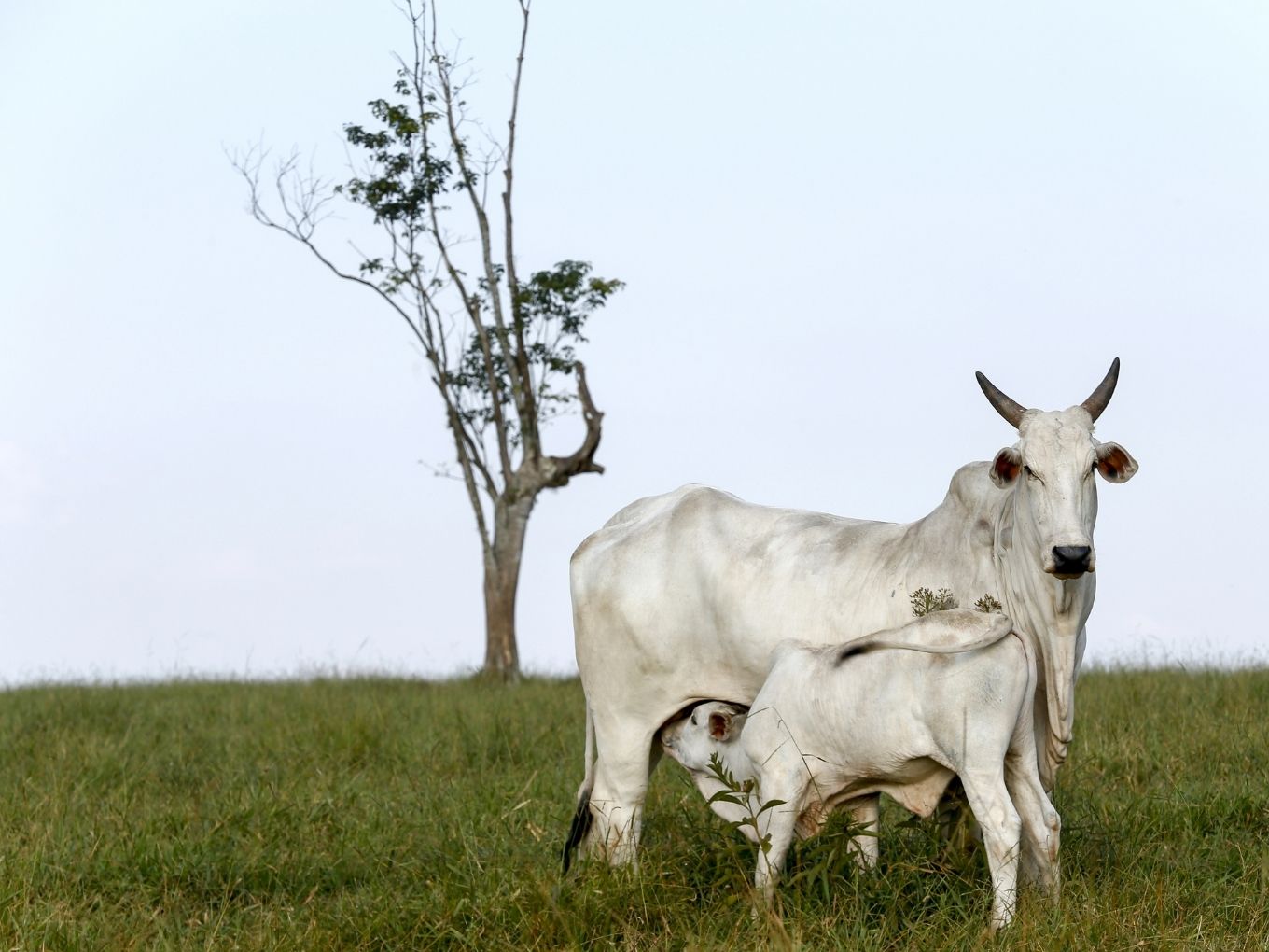 Country Delight Milk Price 1ltr | edu.svet.gob.gt